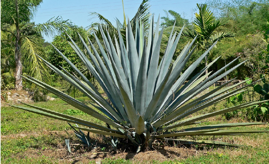 A Transient Historical past of Tequila