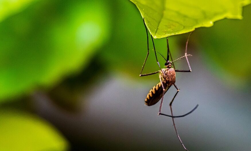 Swamp and Mosquito Control