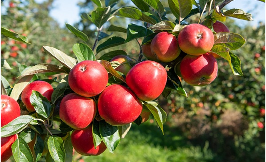 Espalier Apple Trees