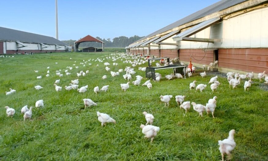 Hillandale Farms Pennsylvania- Embracing Protected Animal Welfare Practices For Their Chickens