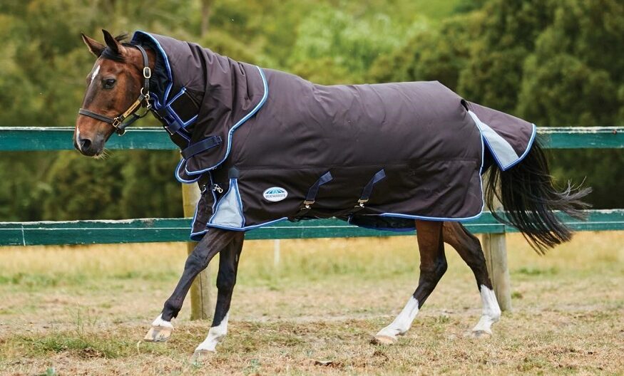 Forms of Horse Rugs to Purchase for Your Horse