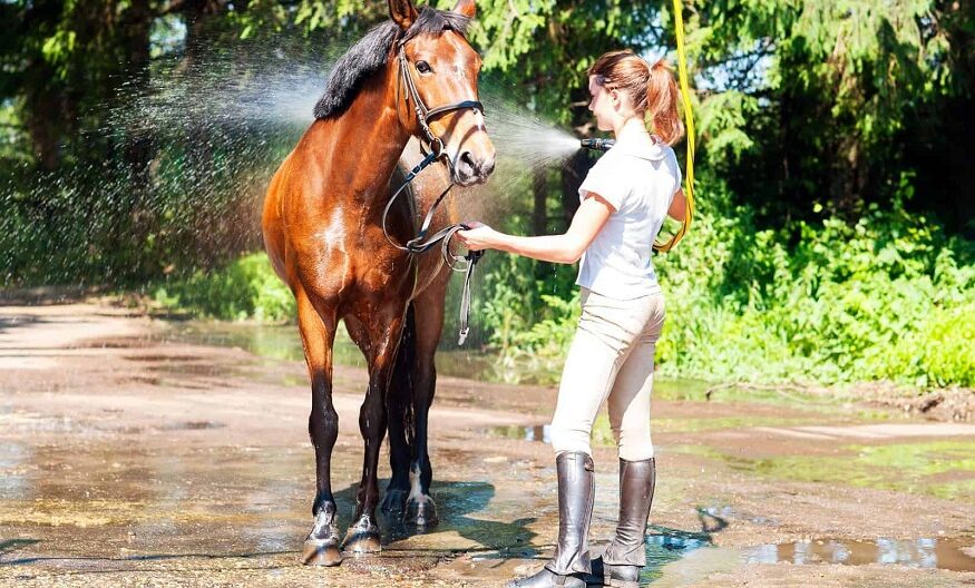 Horse Care Suggestions and Tips