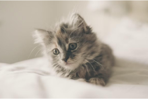 Newborn Cat