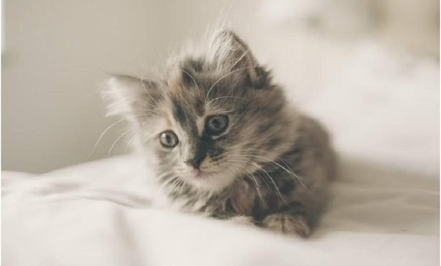 Newborn Cat