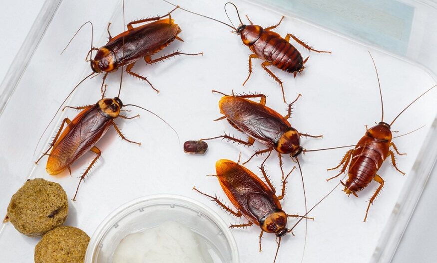 Cockroach Control